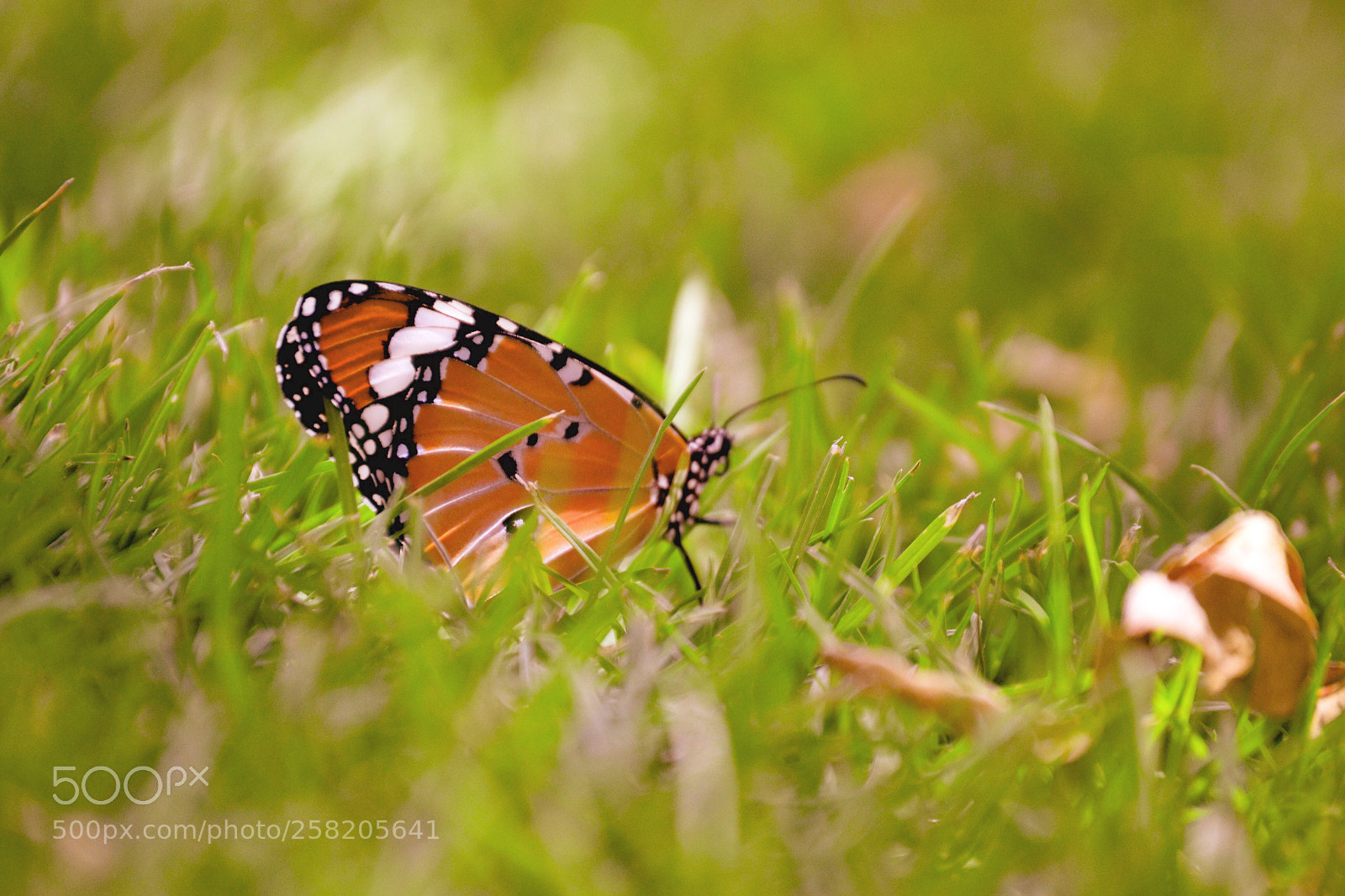 Nikon D3100 sample photo. Betterfly  photography