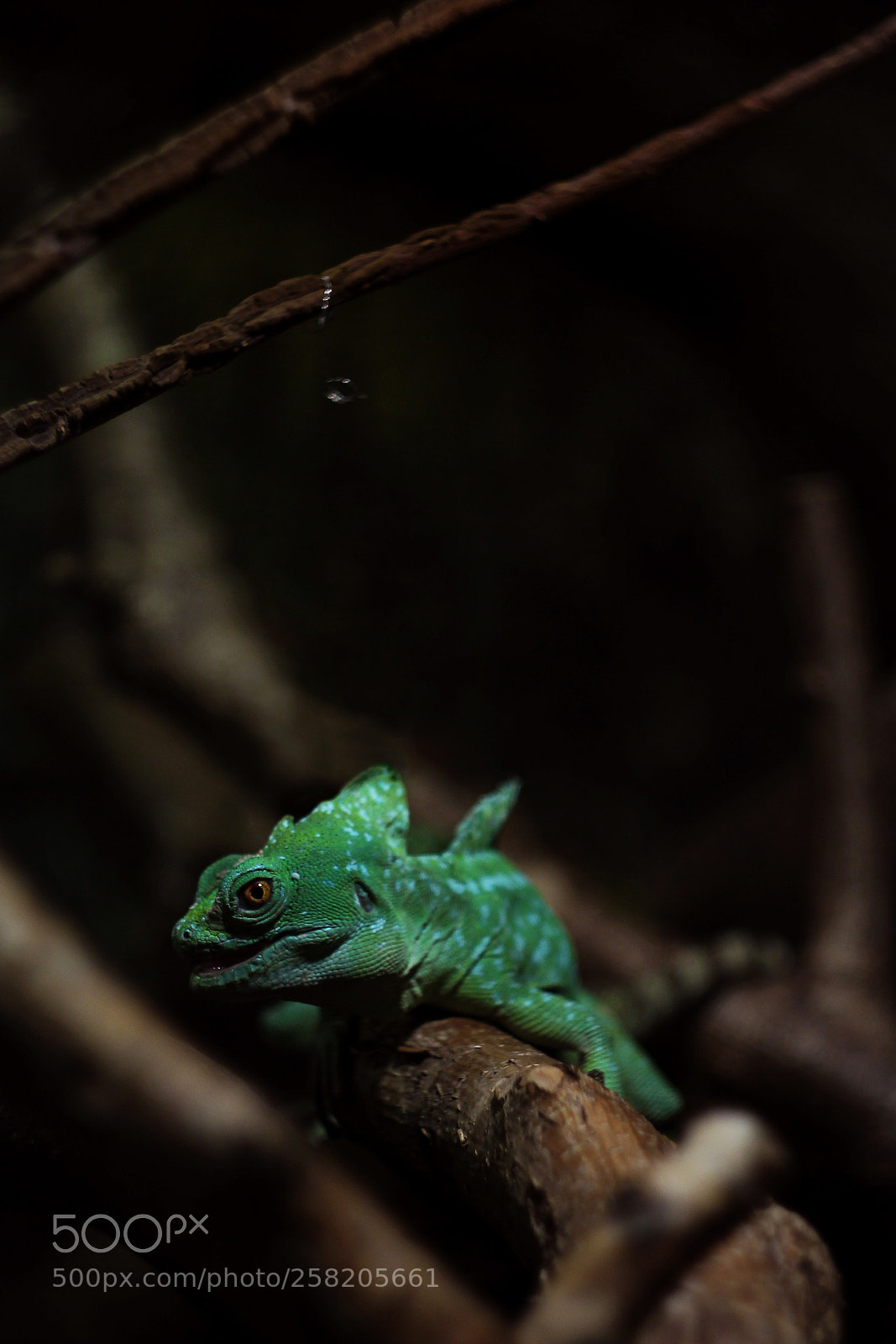 Canon EOS 550D (EOS Rebel T2i / EOS Kiss X4) sample photo. Plumed basilisk photography
