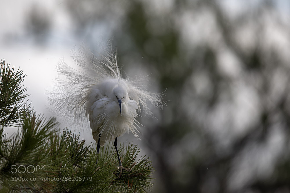 Canon EOS 5D Mark IV sample photo. Saintes maries de la photography