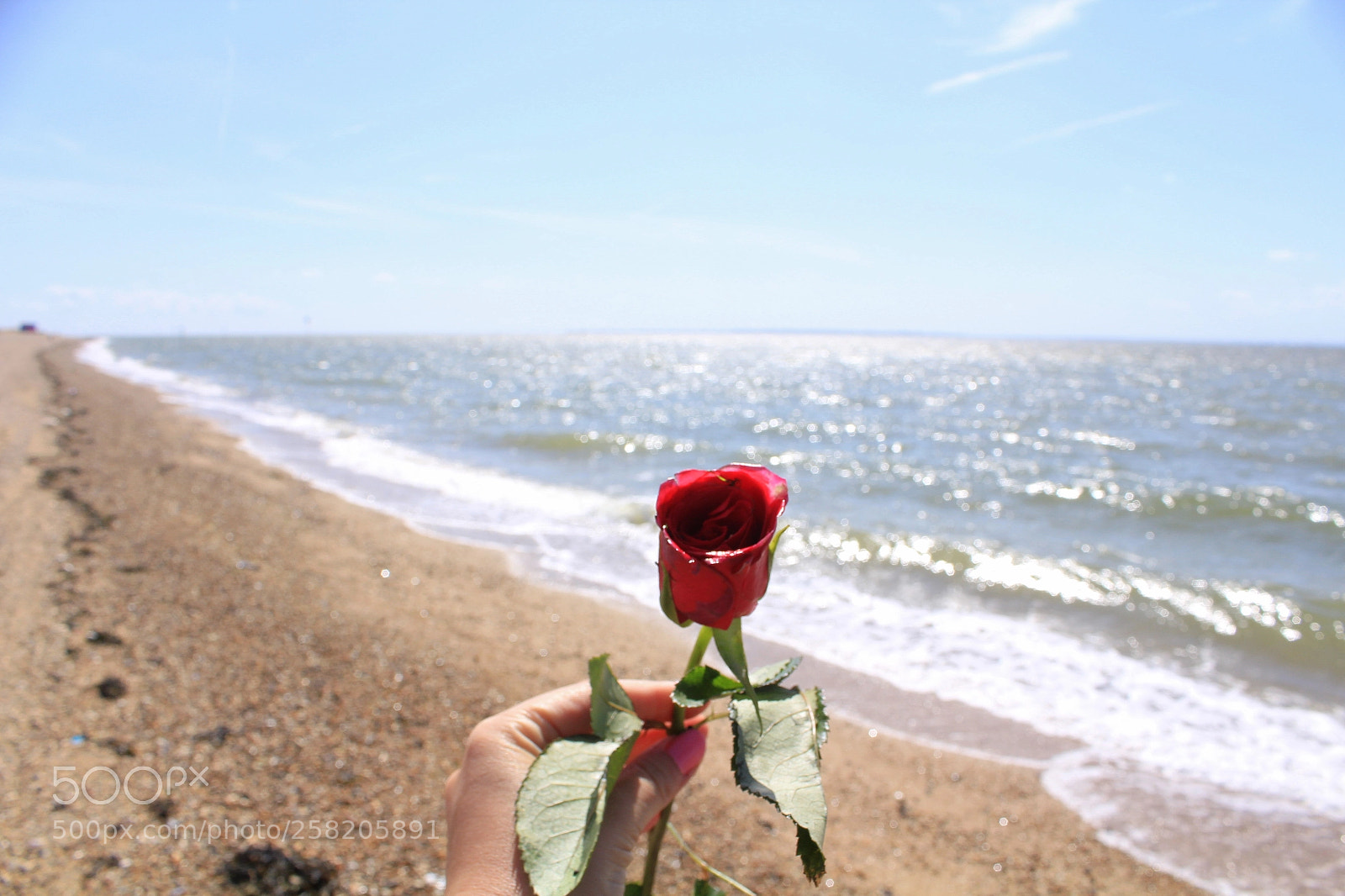 Canon EOS 1200D (EOS Rebel T5 / EOS Kiss X70 / EOS Hi) sample photo. Rose and sea photography