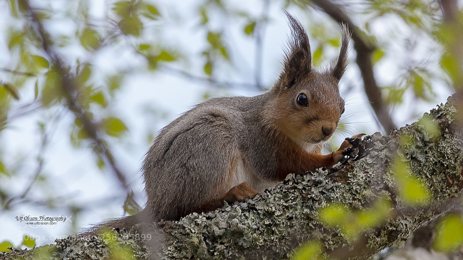 Nikon D610 sample photo. Squirrel and birch photography