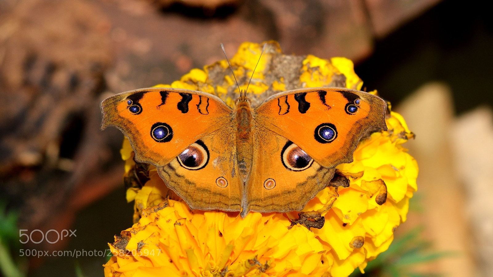Nikon D3200 sample photo. Butterrrrrrrrrrrrrfly photography
