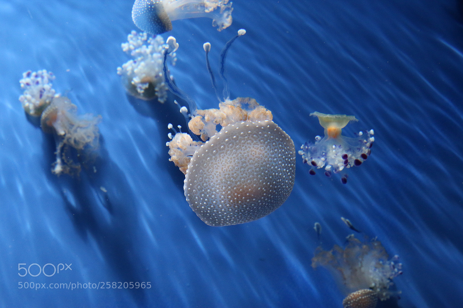 Canon EOS 70D sample photo. Sceneggiatura marina photography