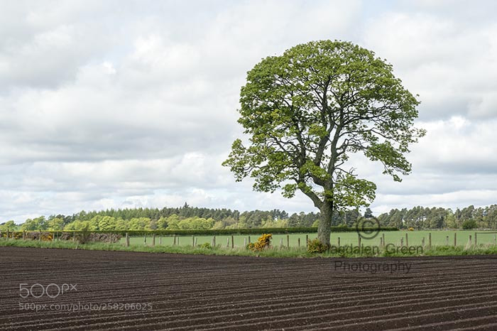 Nikon D700 sample photo. Green tree in lined photography