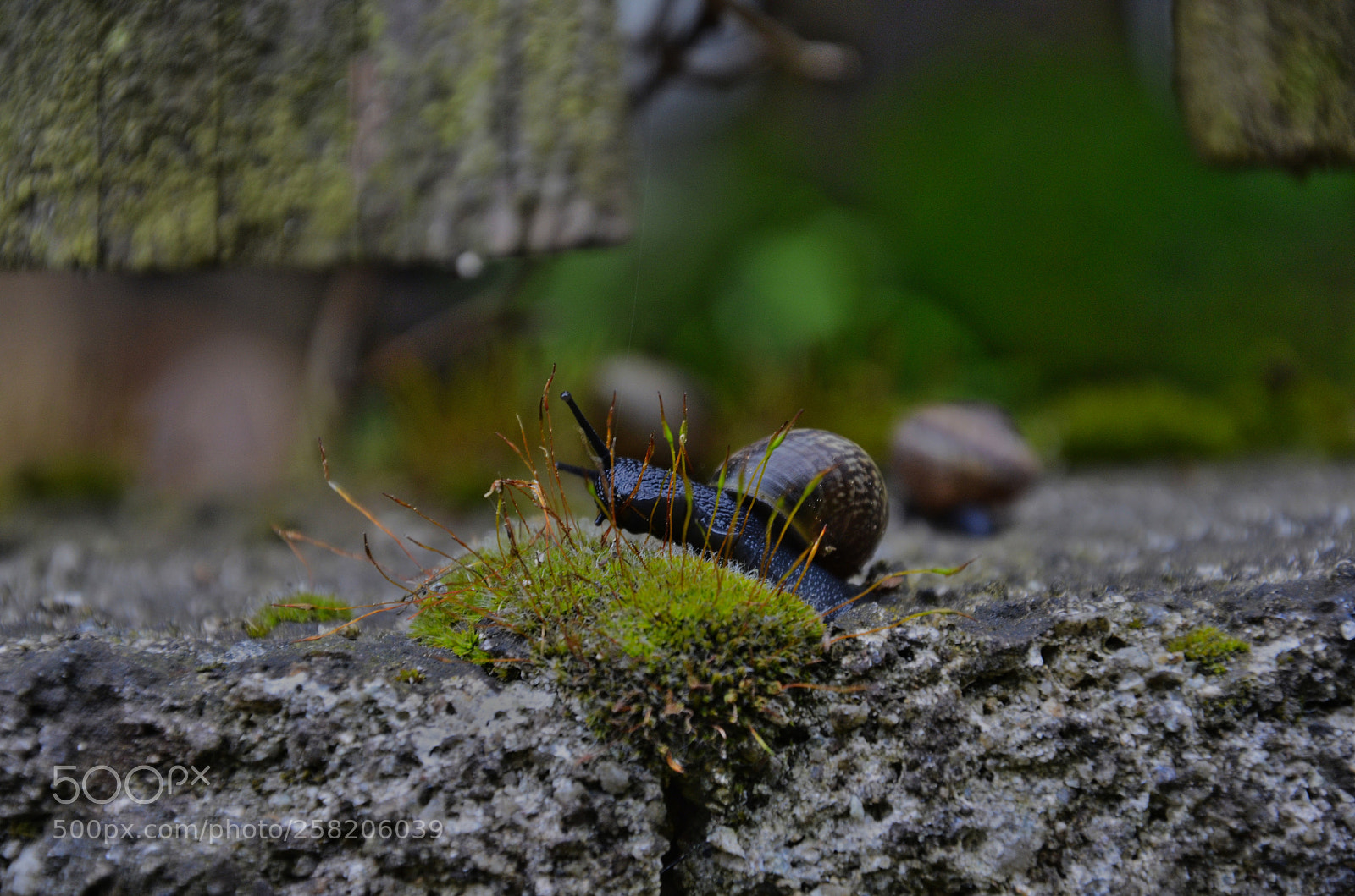 Nikon D7000 sample photo. Snail walk photography