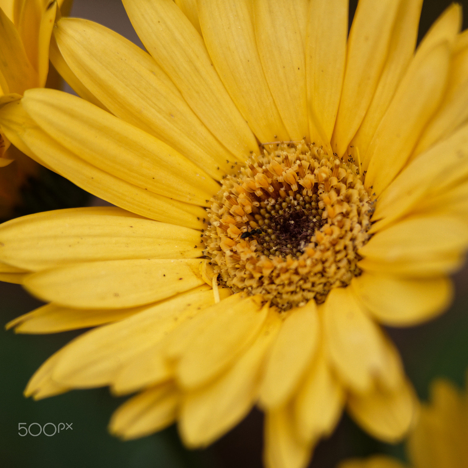 Canon EOS 760D (EOS Rebel T6s / EOS 8000D) sample photo. Yellow gerbera photography