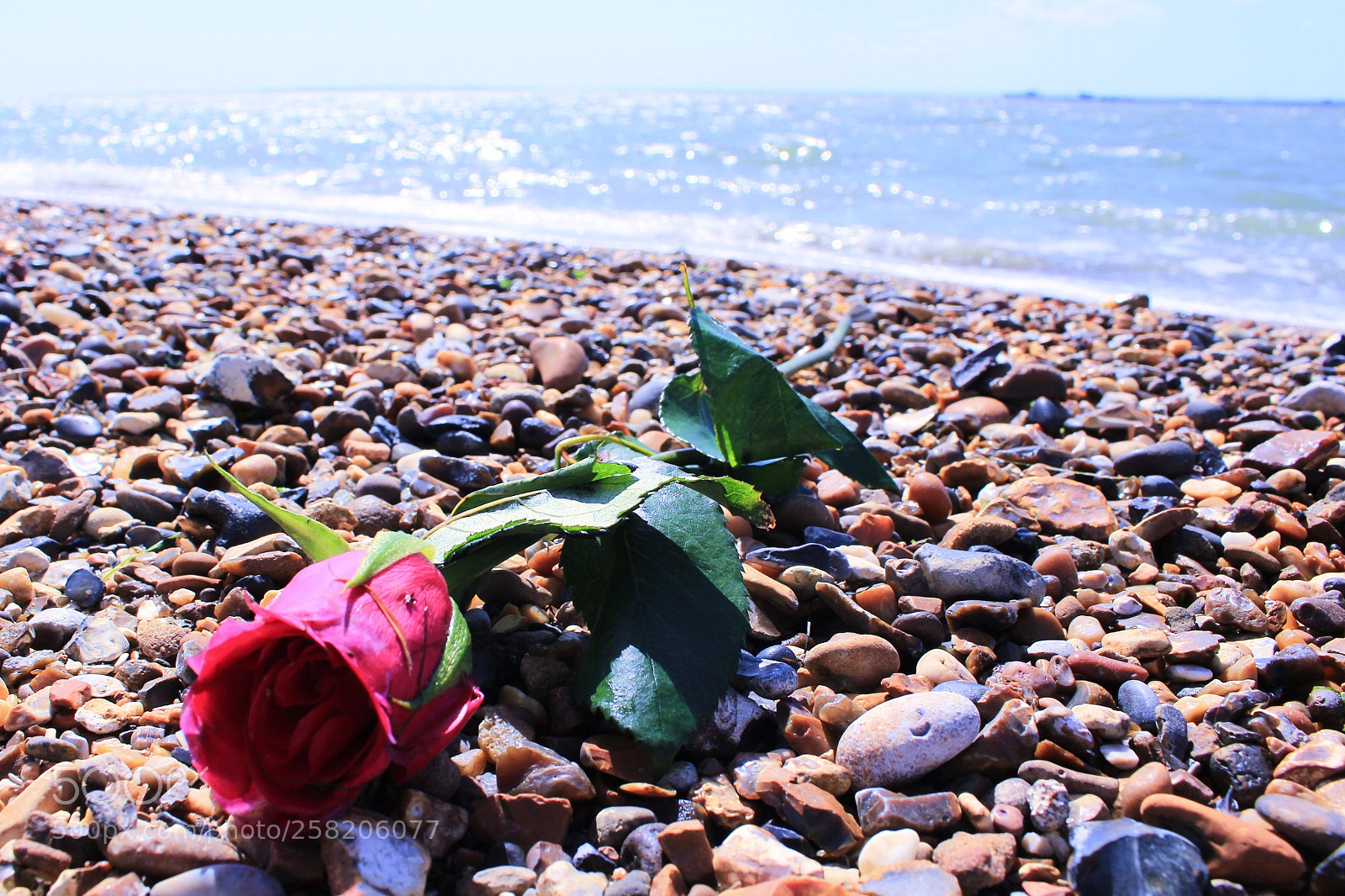 Canon EOS 1200D (EOS Rebel T5 / EOS Kiss X70 / EOS Hi) sample photo. Rose from the sea photography