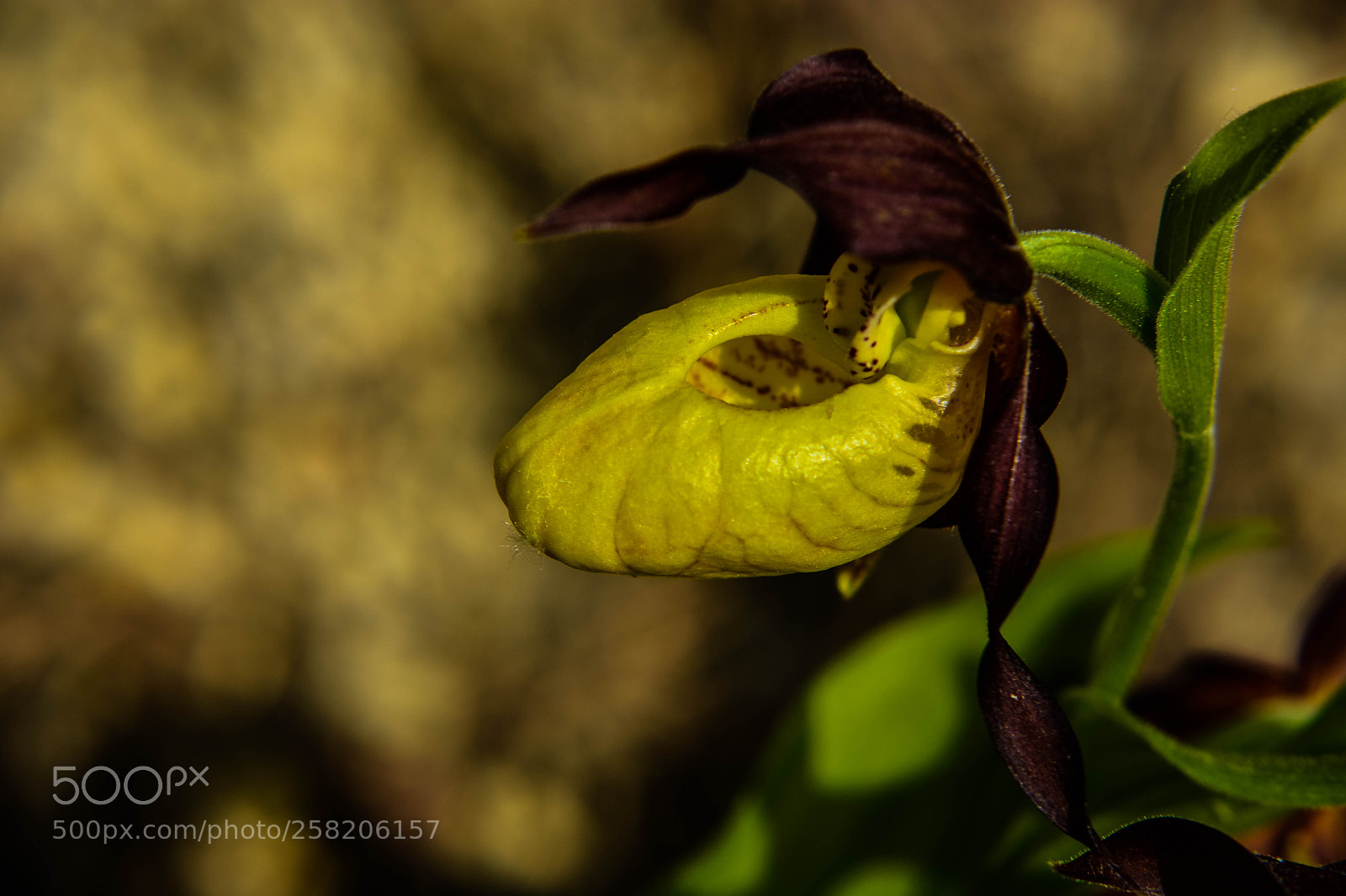 Nikon D5200 sample photo. Yellow lady's slipper photography
