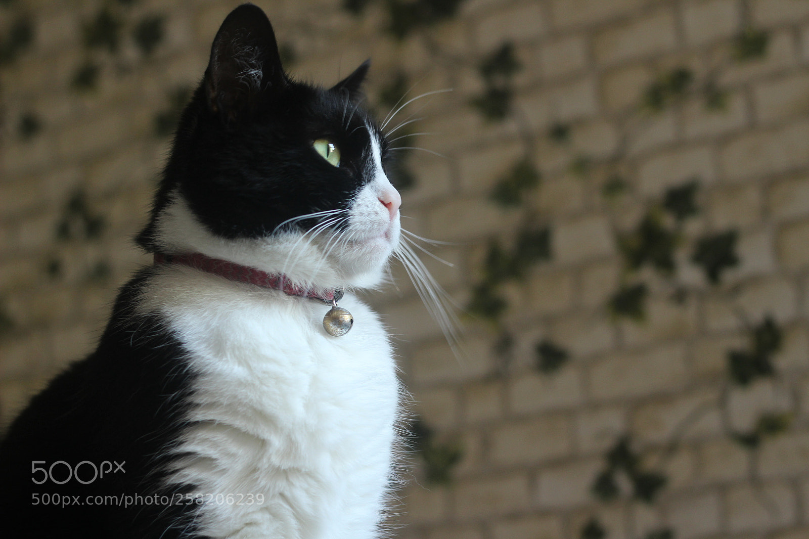 Canon EOS 1200D (EOS Rebel T5 / EOS Kiss X70 / EOS Hi) + Canon EF 50mm F1.8 STM sample photo. Img photography