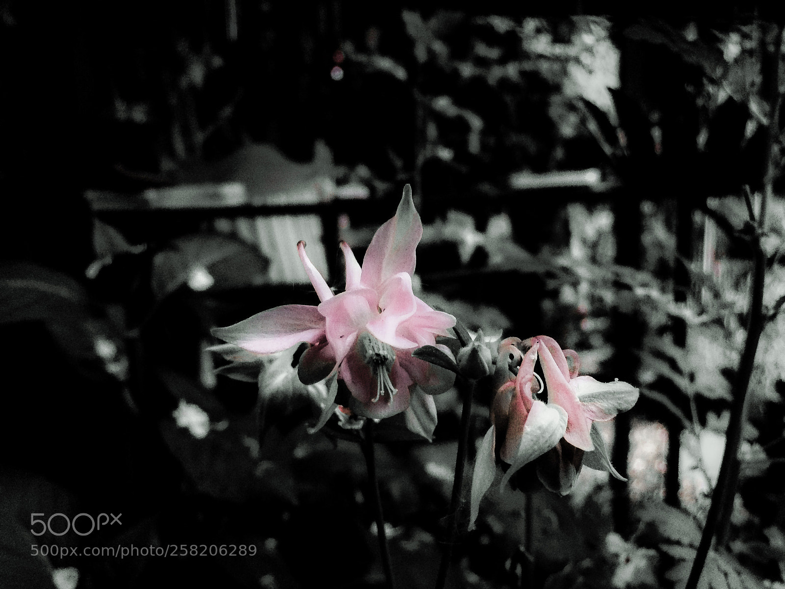 Apple iPhone 5s sample photo. Pink aquilegia photography