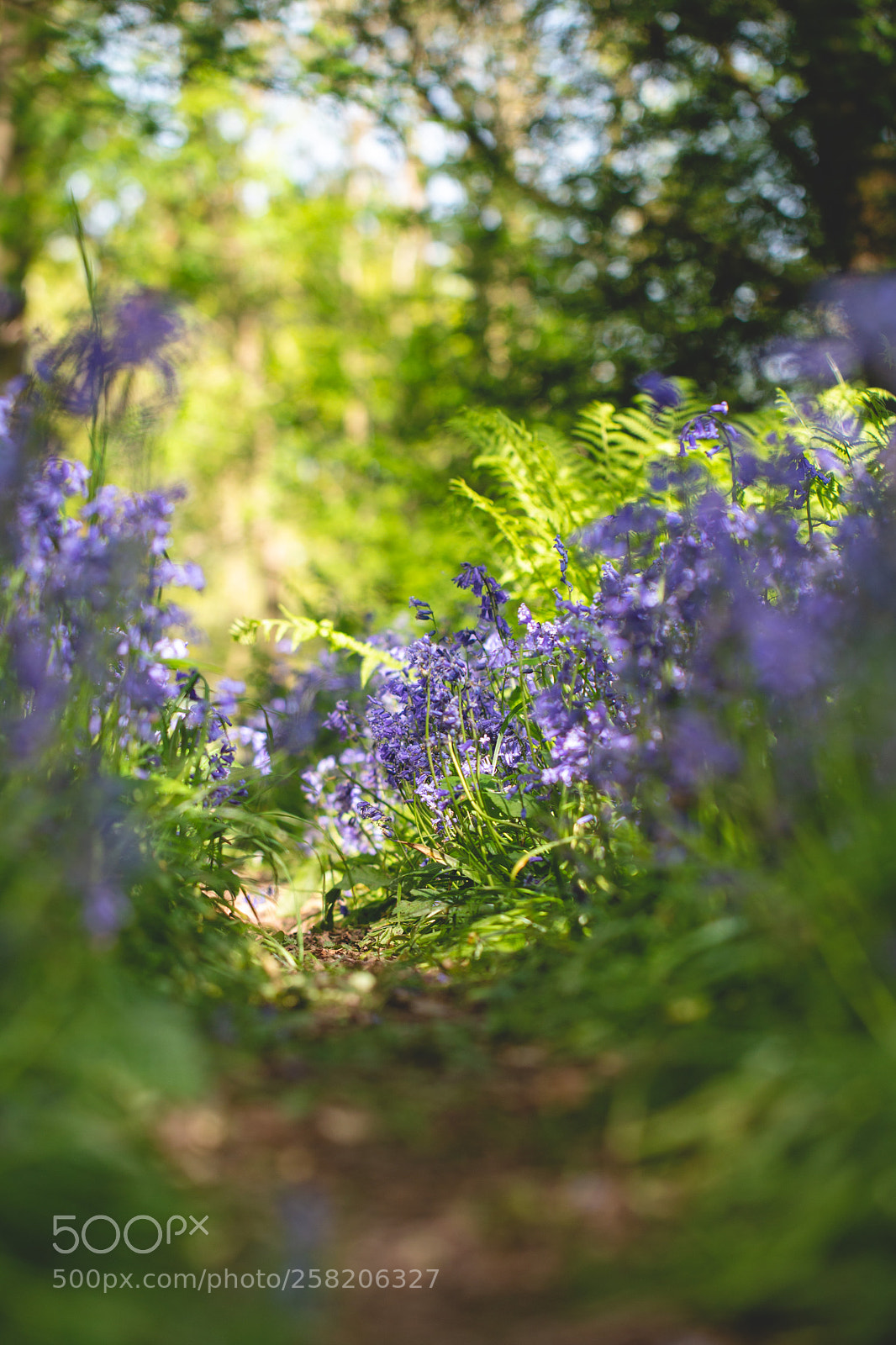 Canon EOS 70D sample photo. Through the bluebells photography