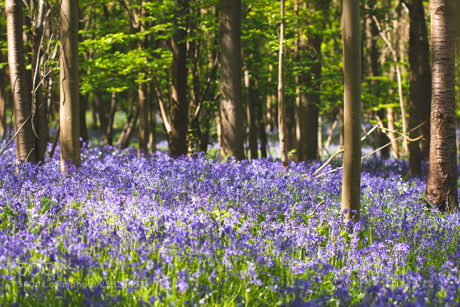 Canon EOS 70D sample photo. Bluebell carpet photography
