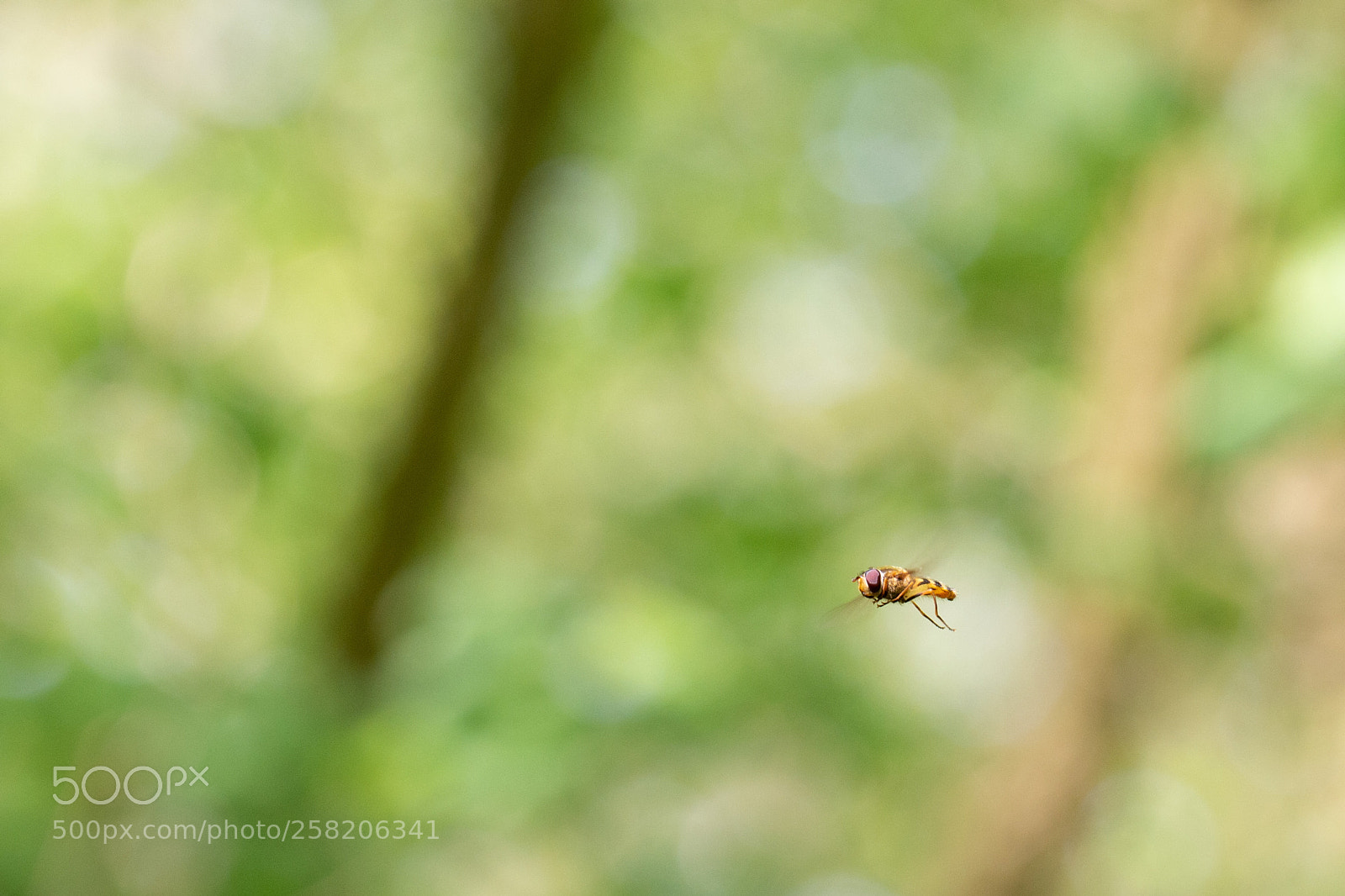 Canon EOS 70D sample photo. Hovering hoverfly photography