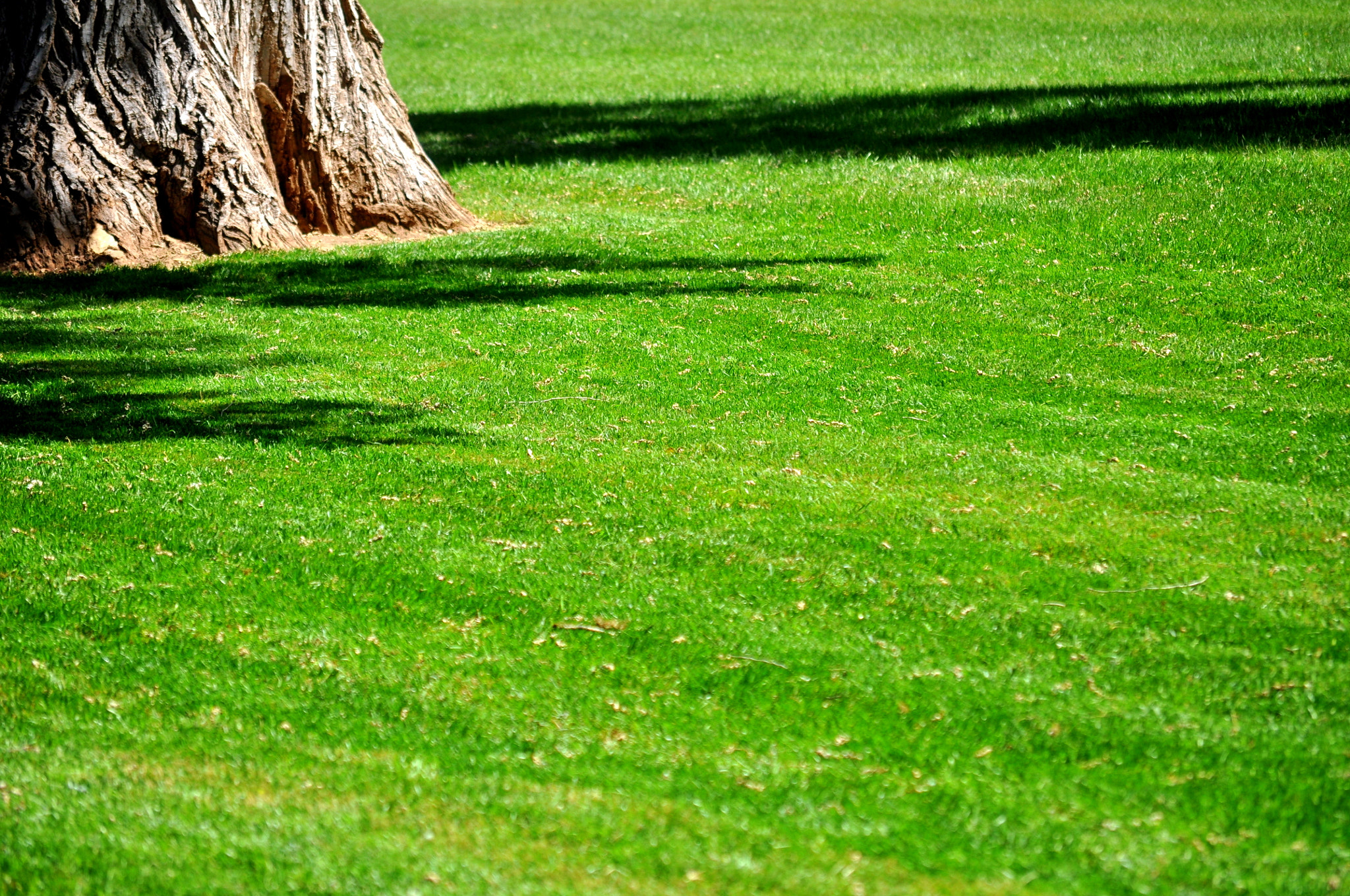Nikon D5000 sample photo. You are my summer dream photography