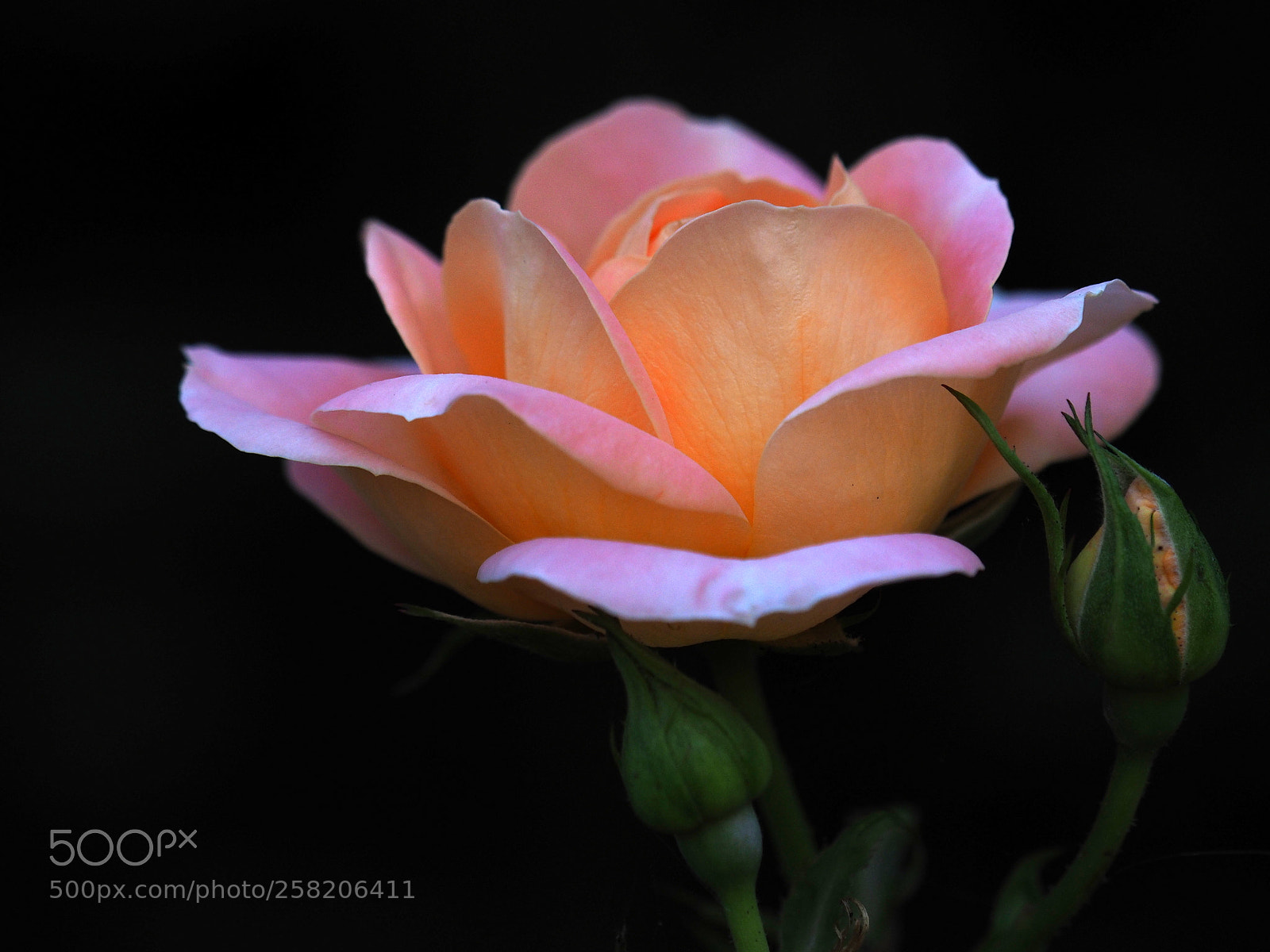 Olympus OM-D E-M1 sample photo. Spring rose season photography