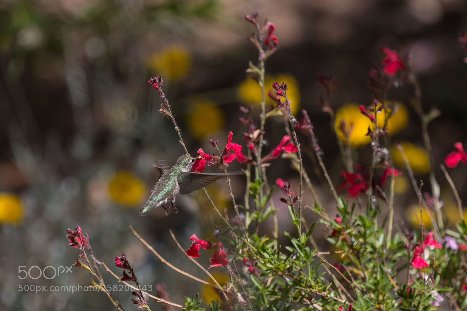Canon EOS 70D sample photo. Hummingbird photography