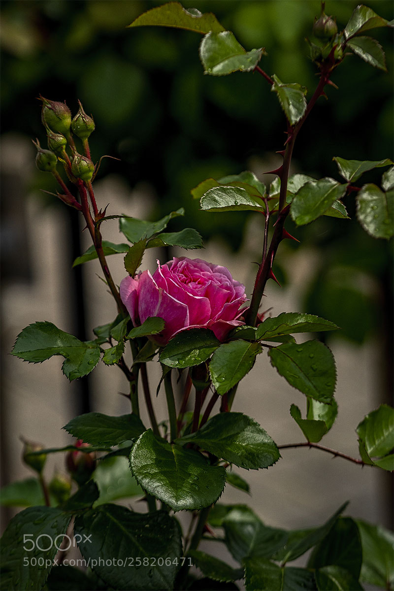 Sony a6300 sample photo. Blüten 150518-012 photography