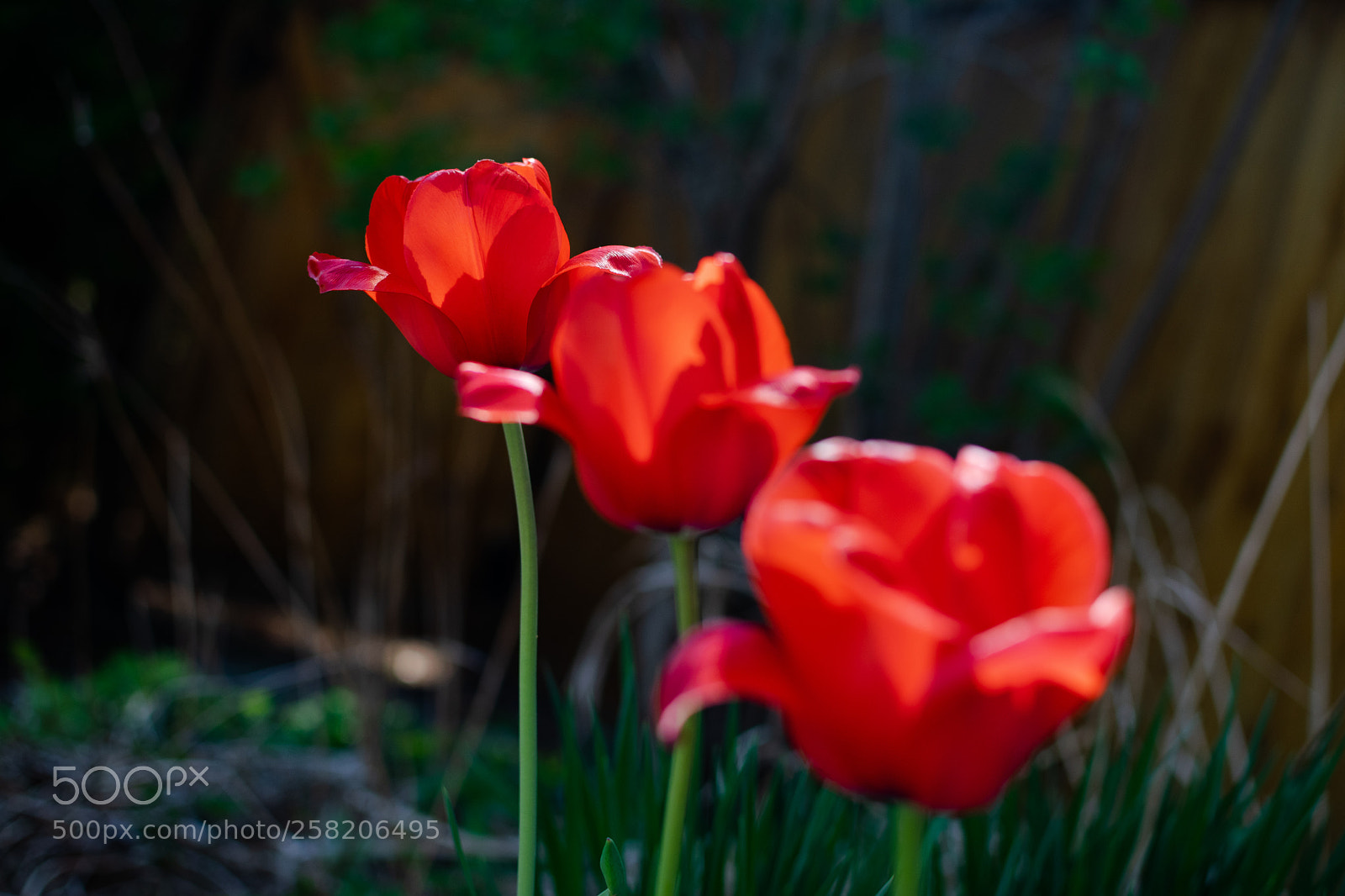 Nikon D5300 sample photo. Untitled photography