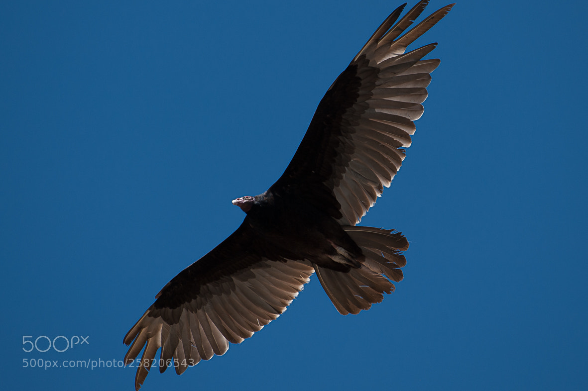 Nikon D700 sample photo. Turkey vulture photography
