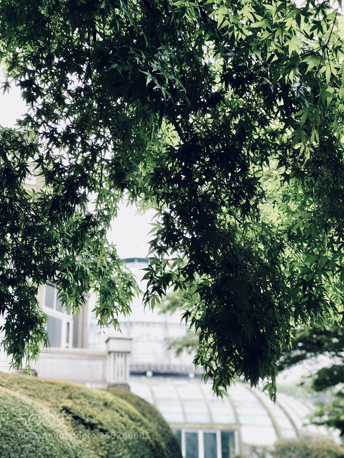 Apple iPhone 8 Plus sample photo. Royal greenhouses 7 photography