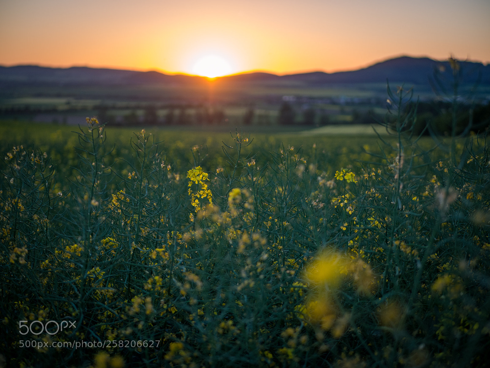 Olympus OM-D E-M10 II sample photo. Rape blossom in spotlight photography