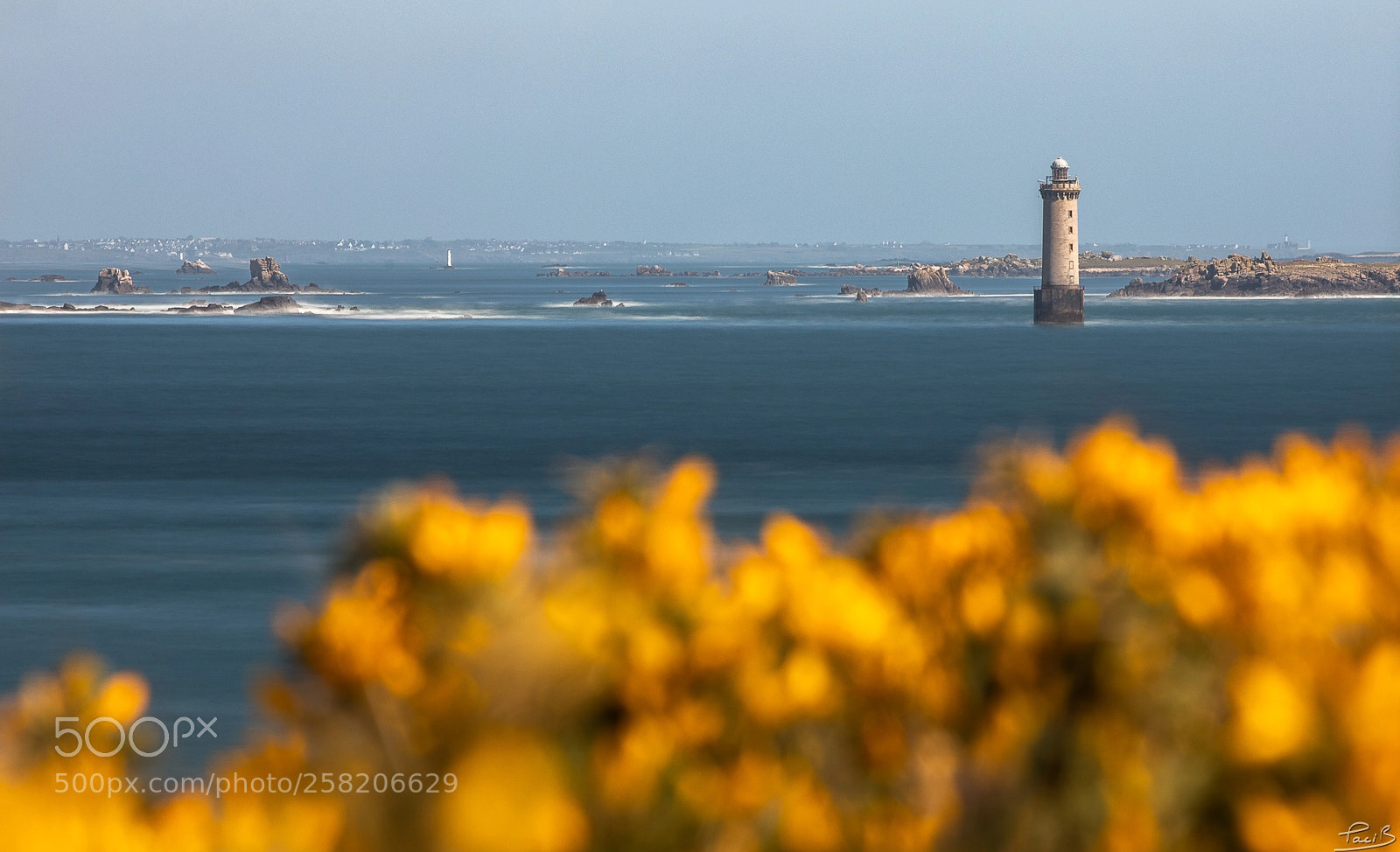 Canon EOS 5D Mark IV sample photo. Flowers of the coastline photography