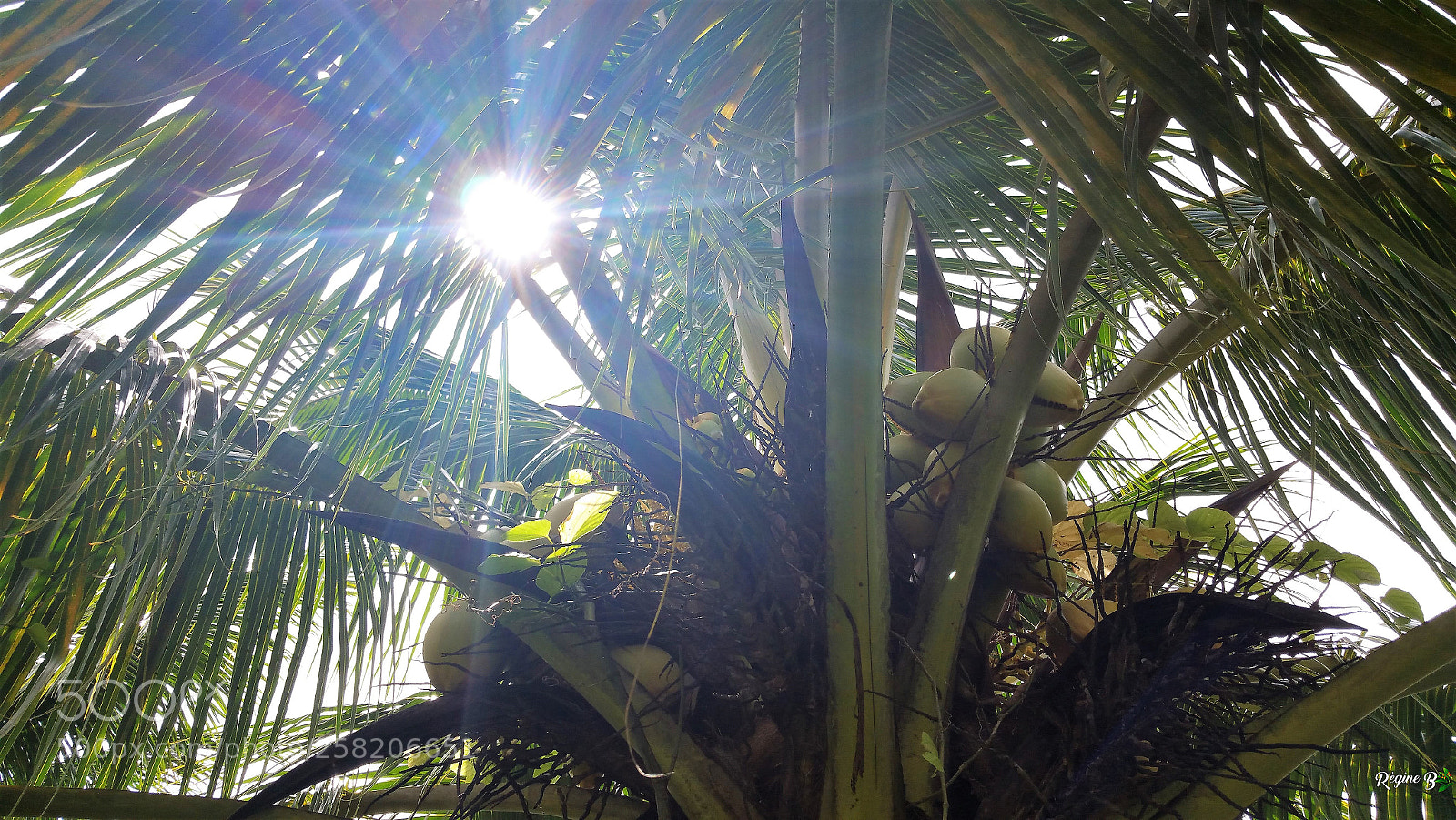 Samsung Galaxy Note4 sample photo. Inside the coconut tree photography