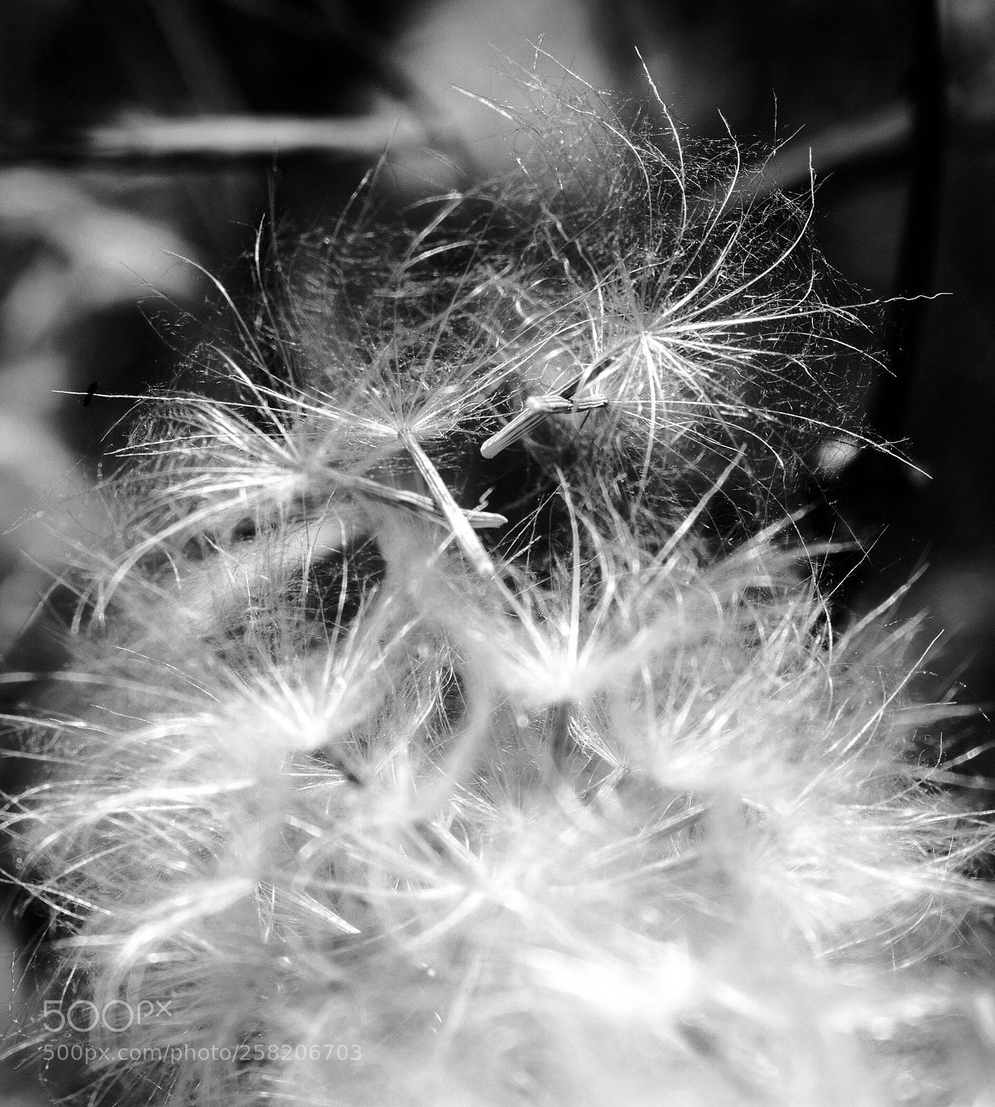 Canon EOS 700D (EOS Rebel T5i / EOS Kiss X7i) sample photo. Black and white nature  photography