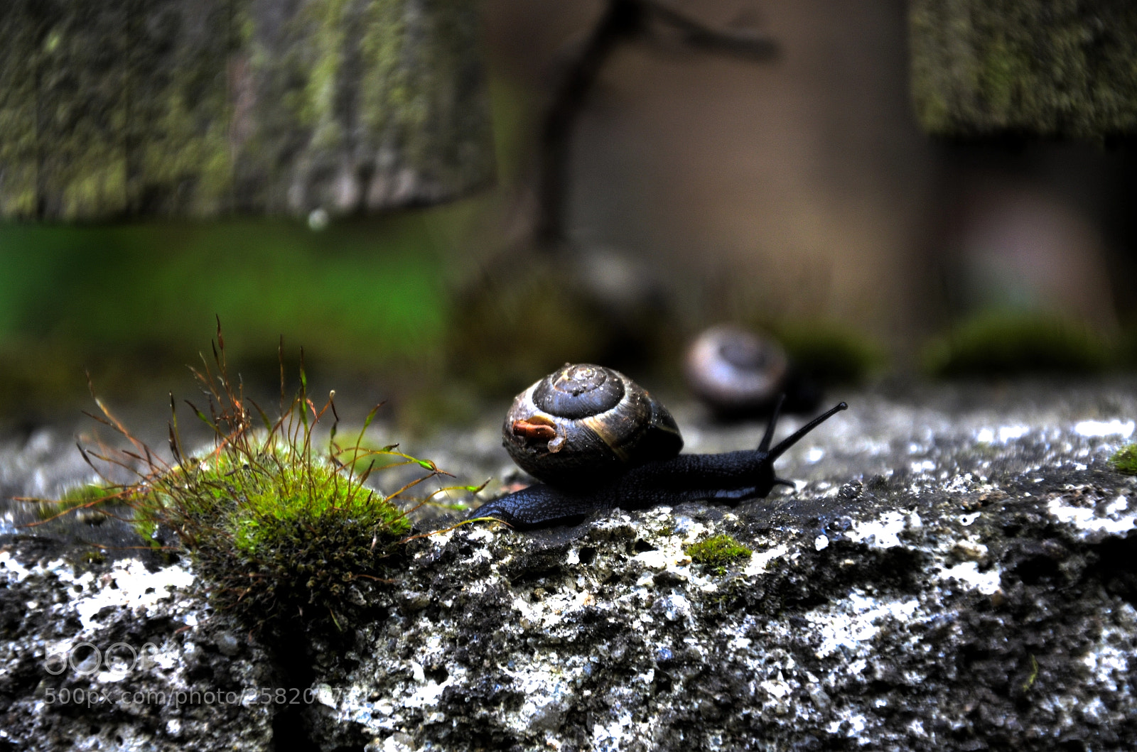 Nikon D7000 sample photo. Snail walk 2 photography