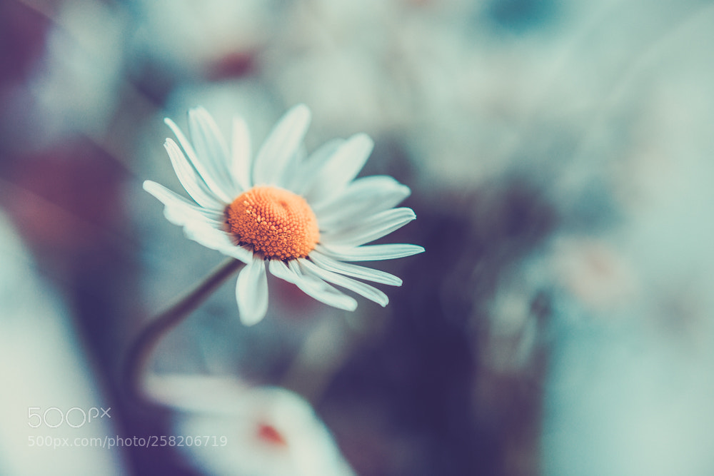 Canon EOS 6D sample photo. Pastel photography