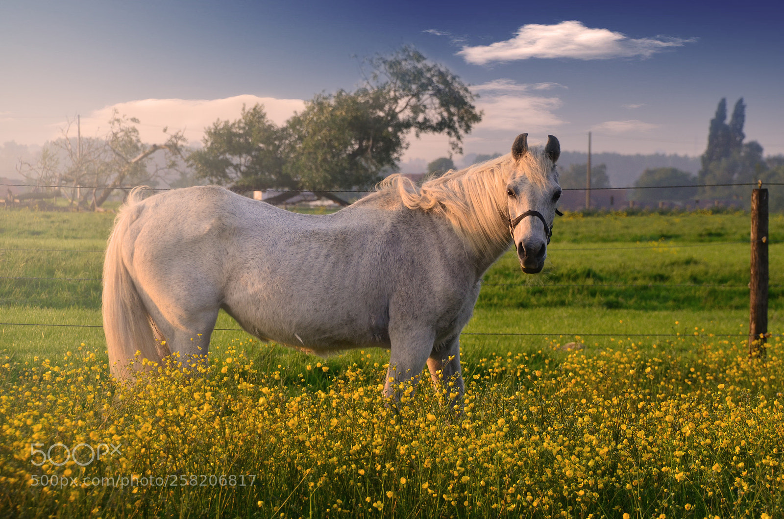 Nikon D7000 sample photo. White horse photography