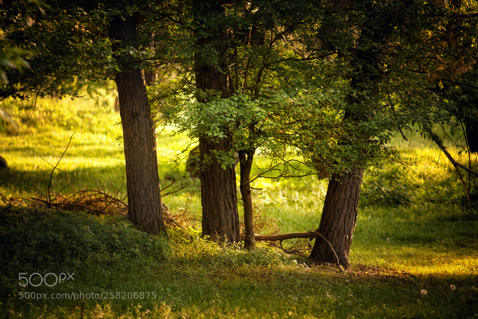 Canon EOS 5D Mark II sample photo. ... photography