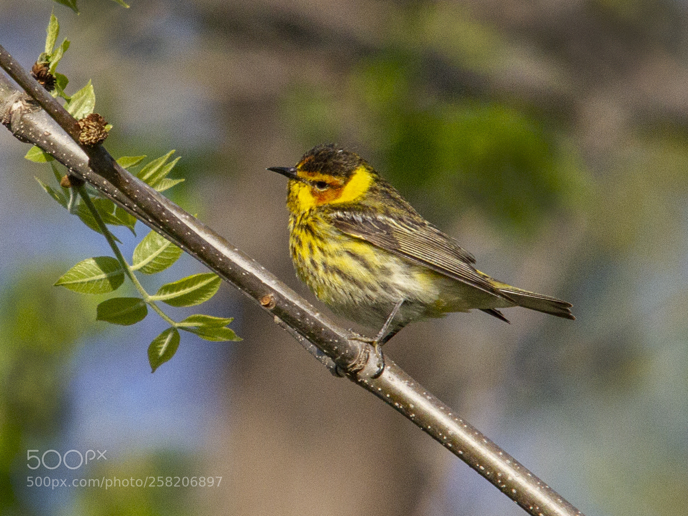 Canon EOS 7D sample photo. Cape may warbler photography