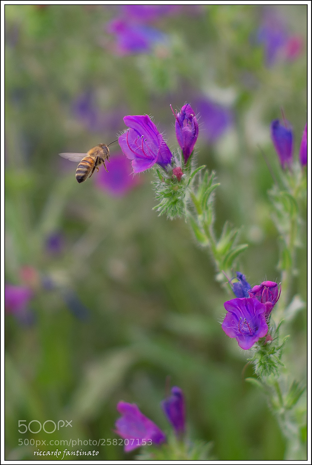Pentax K-5 sample photo. Echium photography
