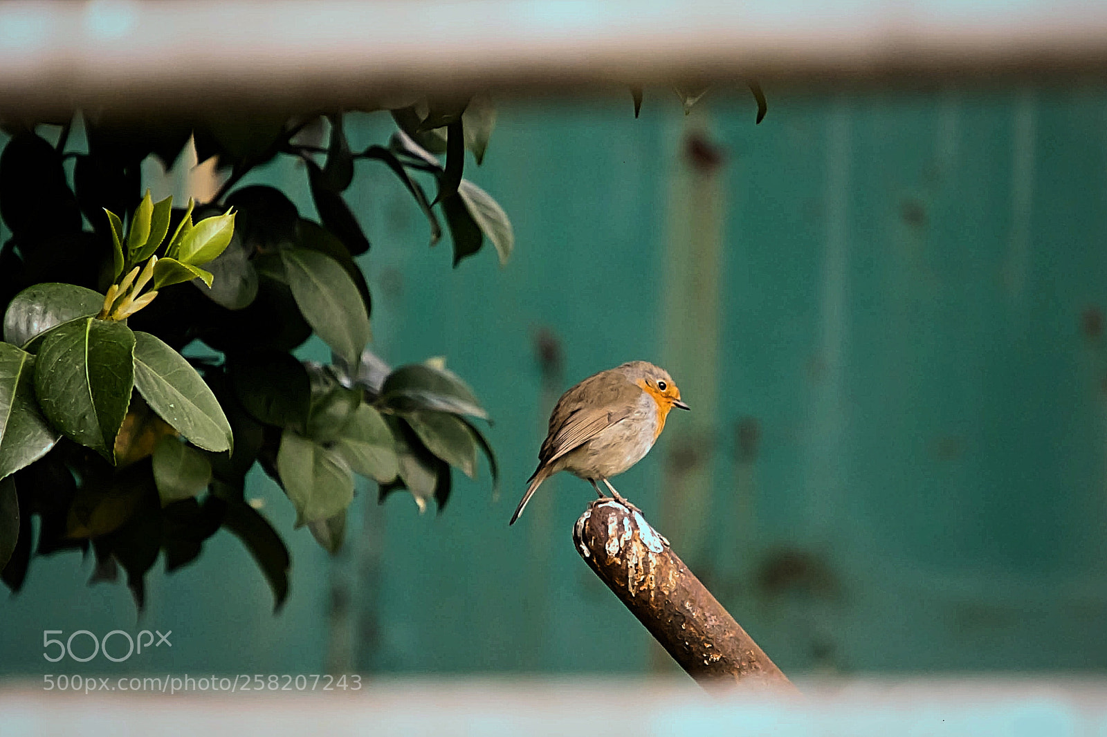 Canon EOS 6D Mark II sample photo. My lonely life photography