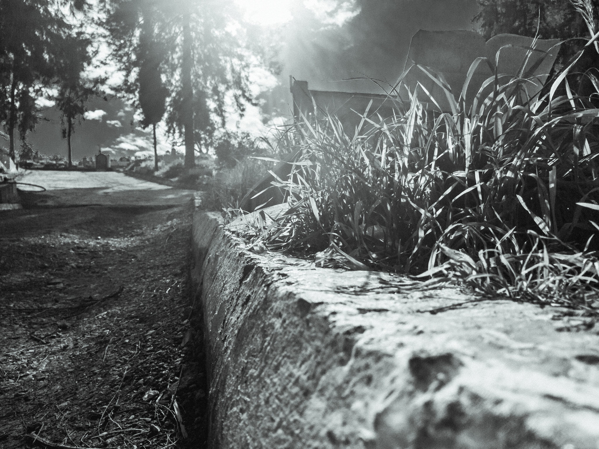 LG V20 sample photo. When you find life in cemetry photography
