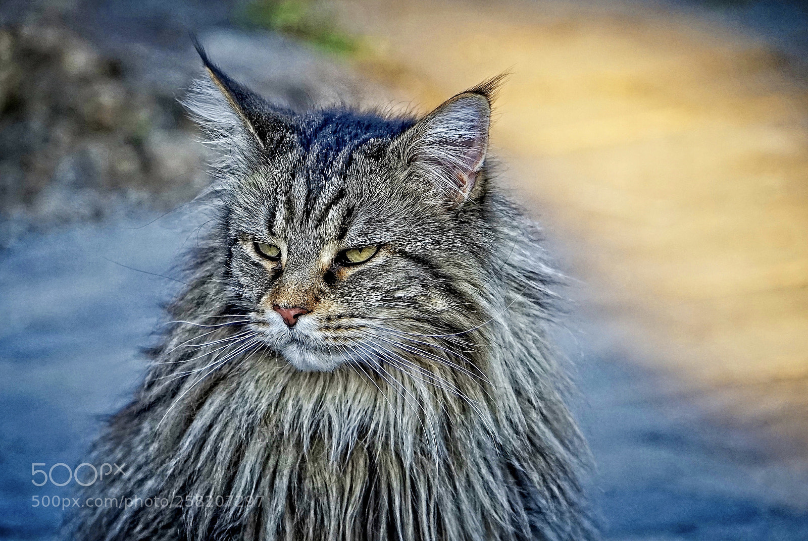 Sony a7 II sample photo. Grumpy photography