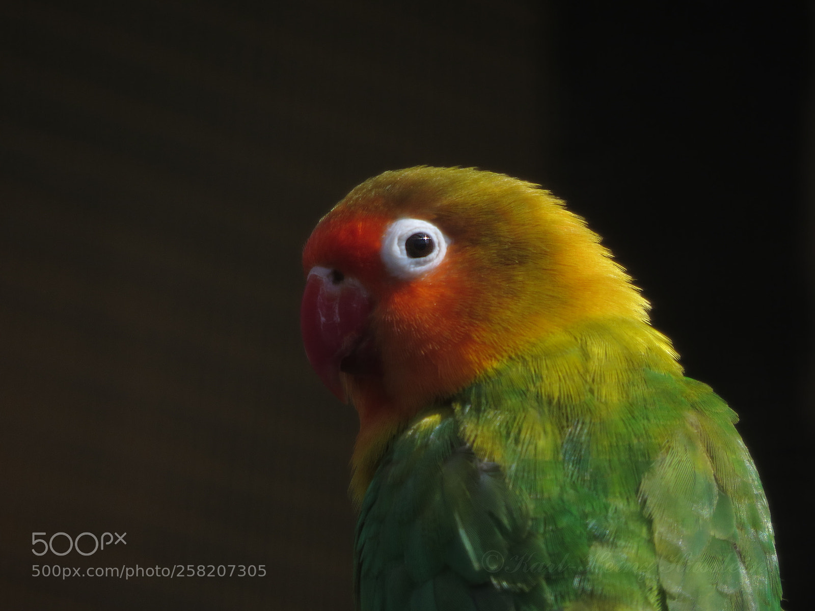 Canon PowerShot SX50 HS sample photo. Papagei  loro parrot photography