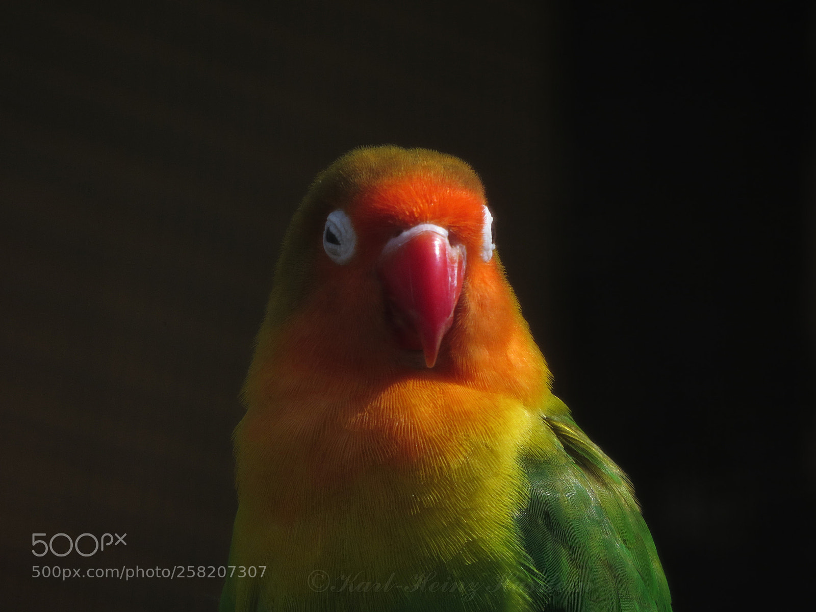 Canon PowerShot SX50 HS sample photo. Papagei  loro parrot photography
