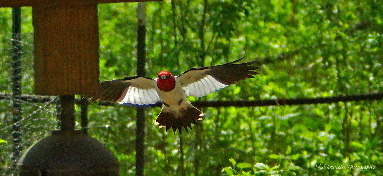 Samsung NX500 sample photo. Red-headed woodpecker may 16 photography