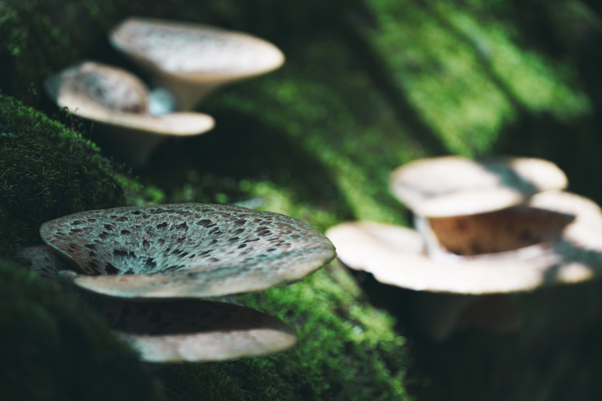 Sony a7R II + Sony FE 70-300mm F4.5-5.6 G OSS sample photo. Mystical shrooms photography