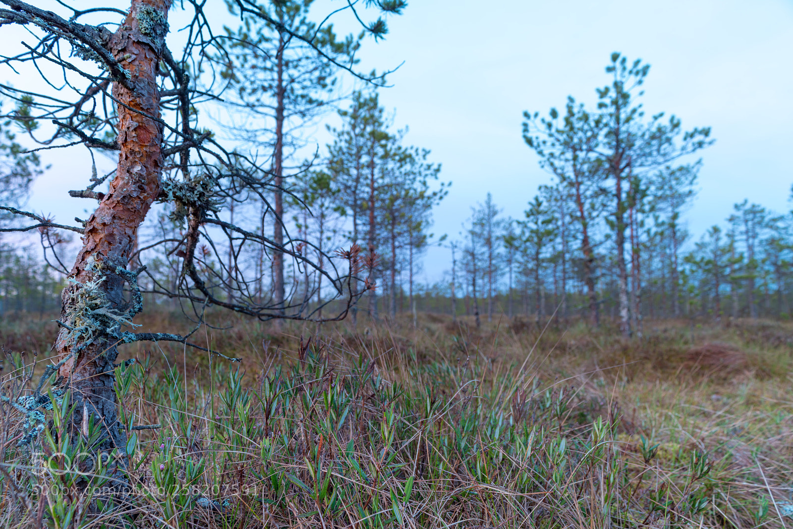 Pentax K-1 sample photo. Bog landscape photography