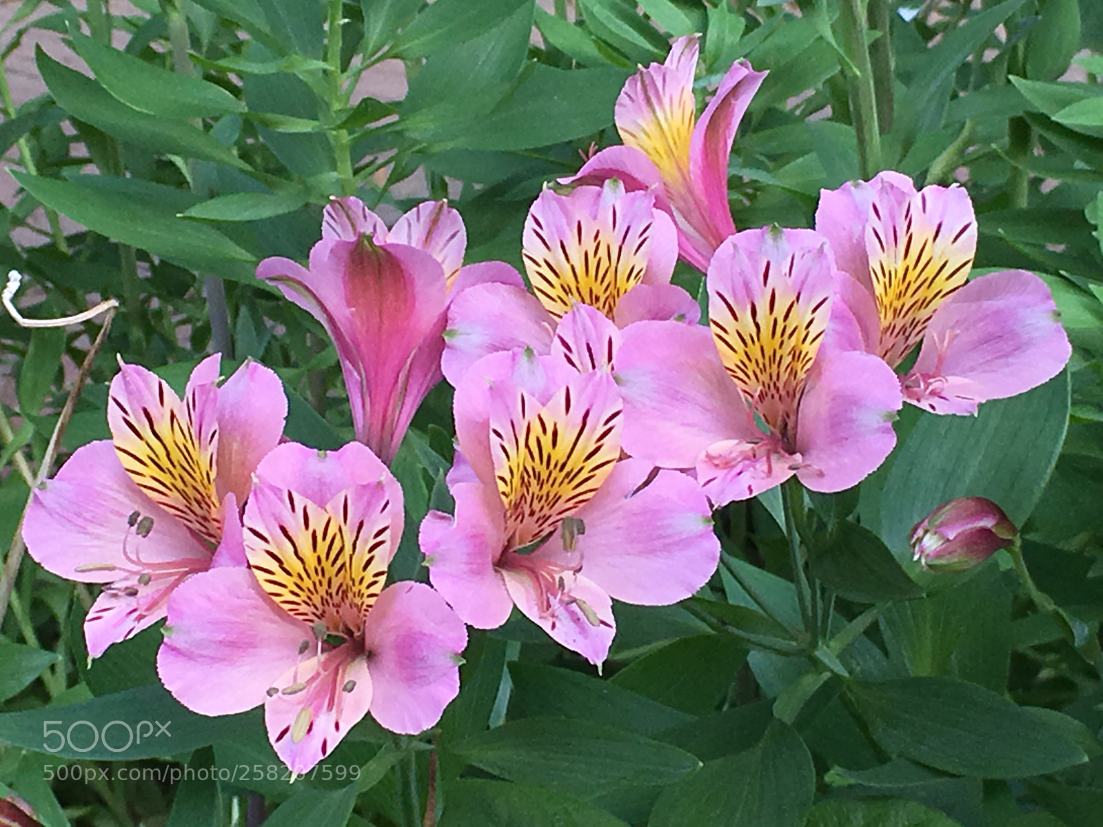Apple iPhone 6s Plus sample photo. Spring2018 flowers photography
