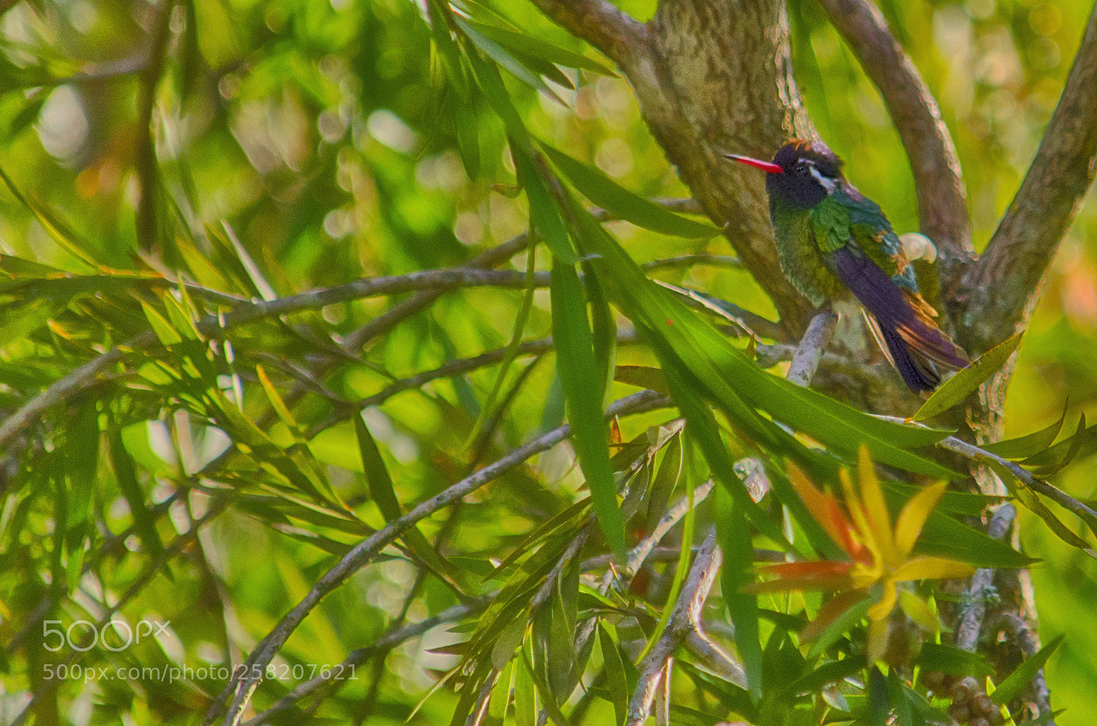 Nikon D5100 sample photo. Bella la naturaleza... photography