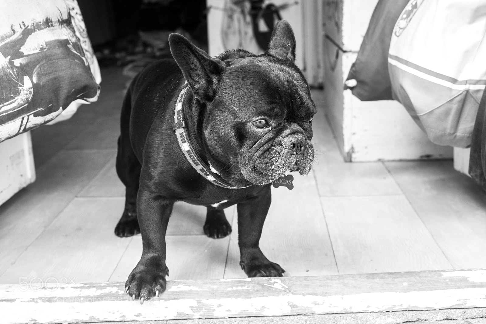 Leica M (Typ 240) sample photo. Lucas photography
