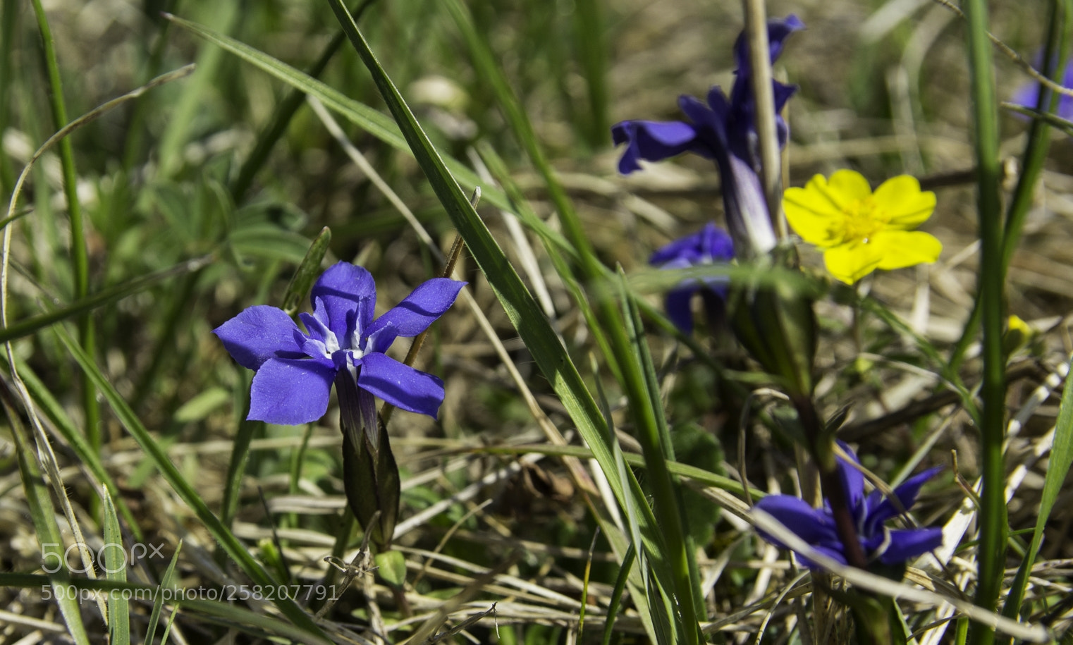 Canon EOS 1200D (EOS Rebel T5 / EOS Kiss X70 / EOS Hi) sample photo. Gentiana verna photography