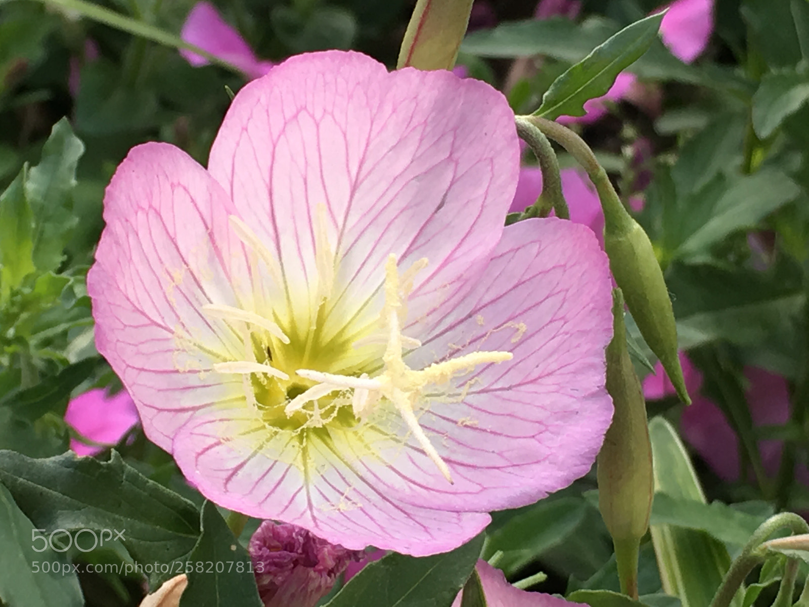 Apple iPhone 6s Plus sample photo. Spring2018 flowers photography