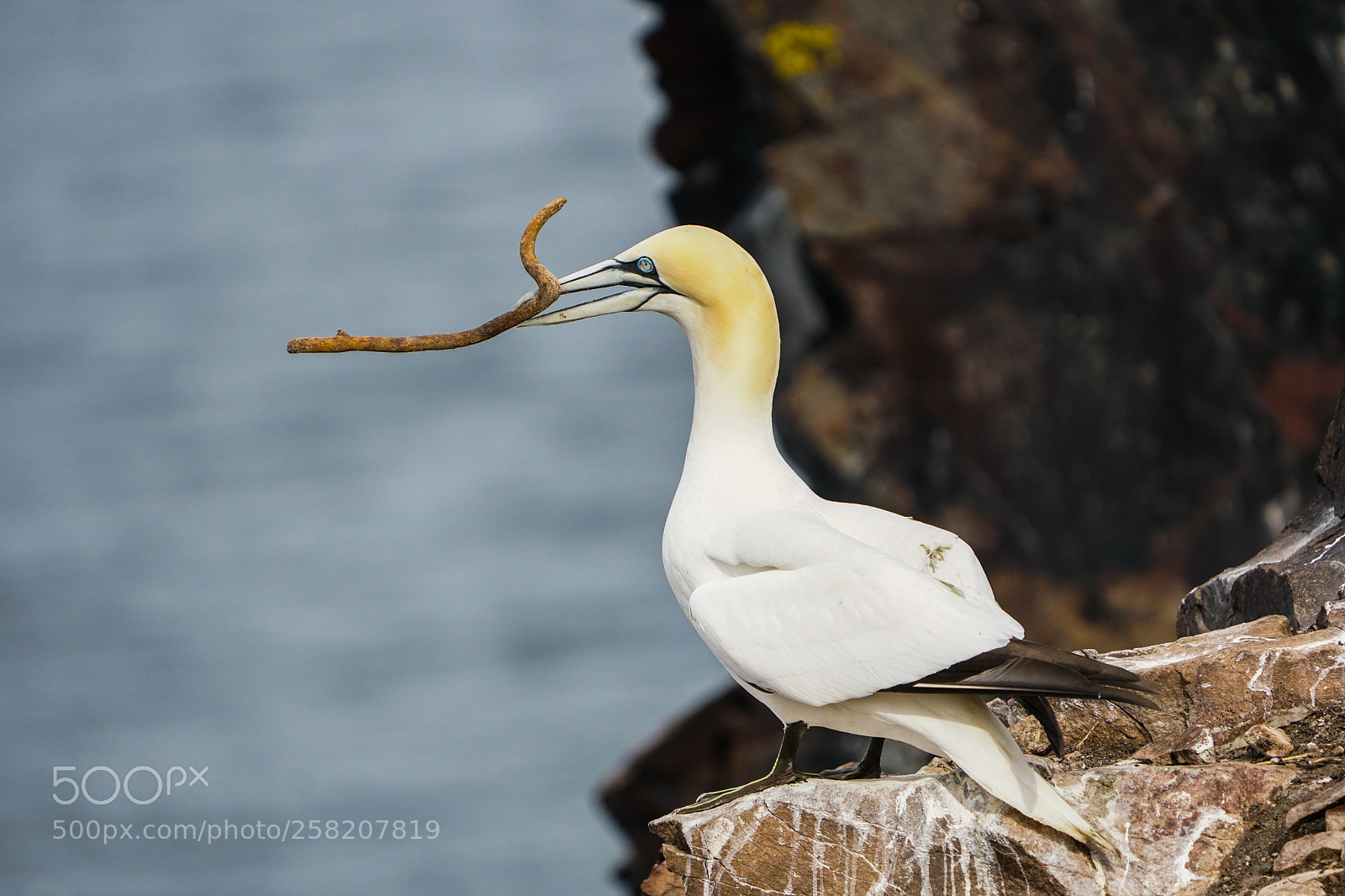 Sony a6500 sample photo. Gannets, jan van gent photography