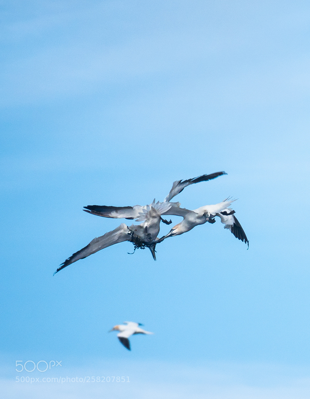 Sony Cyber-shot DSC-RX10 IV sample photo. Gannets, jan van gent photography