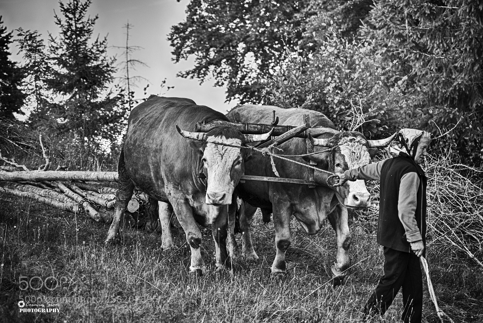Nikon D5600 sample photo. Romanian countryside life style photography